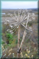 Verdroogde bloem